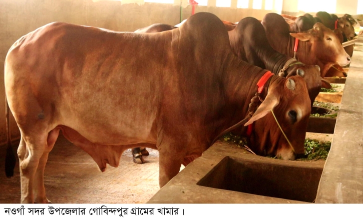 খাবারের দাম বেড়ে লোকসানের শঙ্কায় খামারিরা
